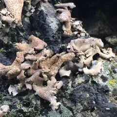 Dermatocarpon reticulatum thumbnail 2