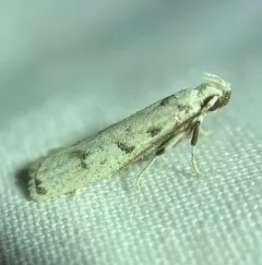 Five-spotted Glyphidocera thumbnail 2
