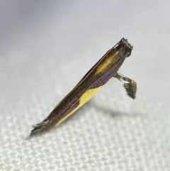 Blueberry Leafminer thumbnail 2