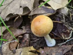 Thaxterogaster emollitus thumbnail 2