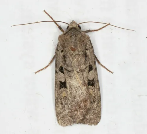 Euxoa tristicula