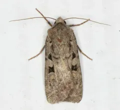 Euxoa tristicula thumbnail 1