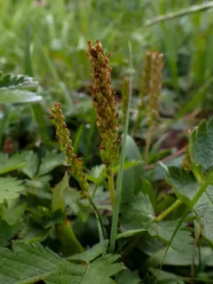 Tweedy's Plantain thumbnail 3