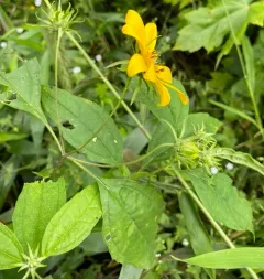 pale sunflower thumbnail 4