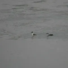 Clark's Grebe thumbnail 2