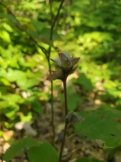 Trioza aylmeriae thumbnail 4