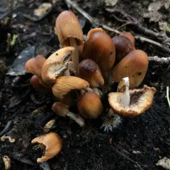 mica cap thumbnail 3