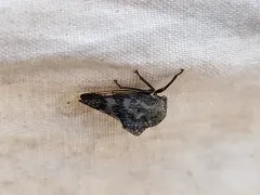 Palonica tremulata thumbnail 3