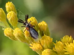 Ripiphorus columbianus thumbnail 2