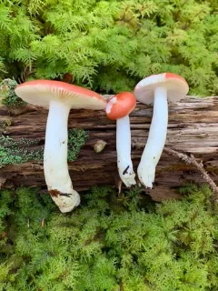 Russula praeumbonata thumbnail 4