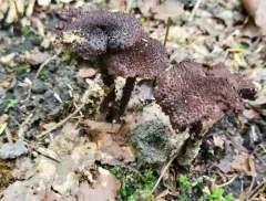Inocybe tahquamenonensis thumbnail 3