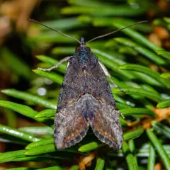 Green Cloverworm Moth thumbnail 4