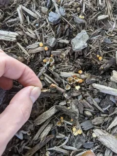 Crucibulum parvulum thumbnail 2