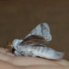 Tolype distincta thumbnail 3