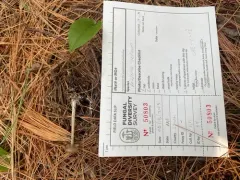 Entoloma incanosquamulosum thumbnail 4