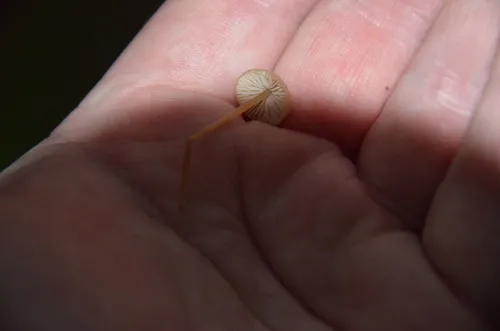 Entoloma cornicolor