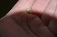 Entoloma cornicolor thumbnail 1
