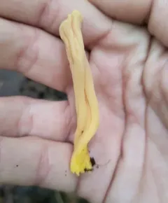 Appalachian Spindle thumbnail 3