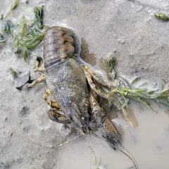 Spinycheek Crayfish thumbnail 4
