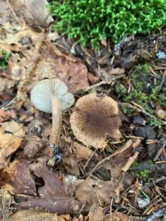 woolly fibrecap thumbnail 3