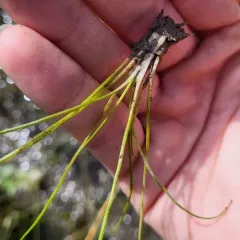 St. Lawrence Quillwort thumbnail 4