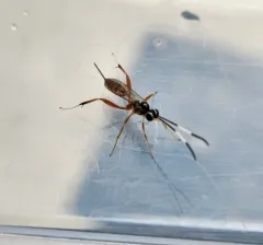 Messatoporus discoidalis thumbnail 2