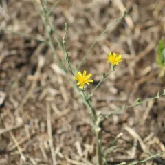 Rush Skeletonweed thumbnail 3