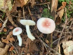 Birch Brittlegill thumbnail 3