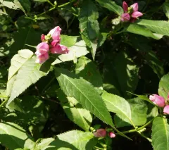 pink turtlehead thumbnail 2