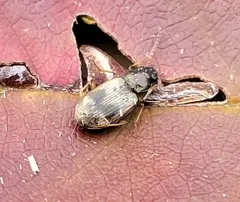 Bembidion flohri thumbnail 2