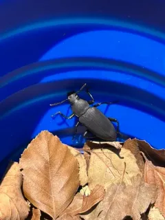 Giant Mealworm Beetle thumbnail 3