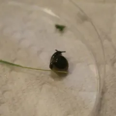 Draparnaud's Glass Snail thumbnail 4