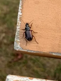 Stereocerus haematopus thumbnail 3