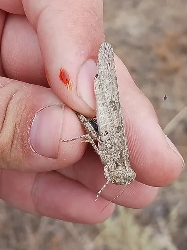 Thomas' Slender Grasshopper