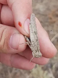Thomas' Slender Grasshopper thumbnail 1