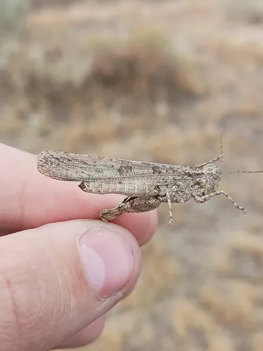 Badlands Grasshopper