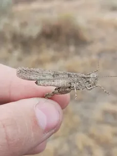 Badlands Grasshopper thumbnail 1