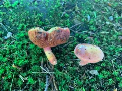 Chalciporus pseudorubinellus thumbnail 3