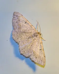 Digrammia muscariata thumbnail 3