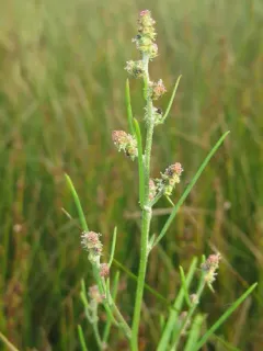 Grass-leaved Orache thumbnail 2