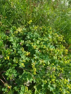 Thin-stem Lady's-mantle thumbnail 3