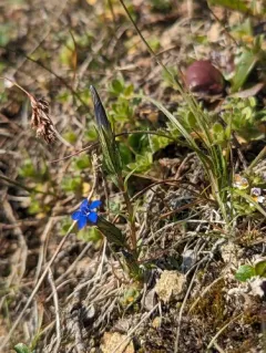 Alpine gentian thumbnail 2