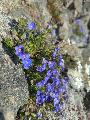 Rock Speedwell