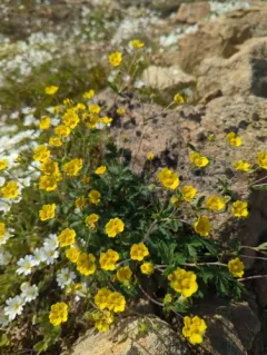 Alpine Cinquefoil thumbnail 3