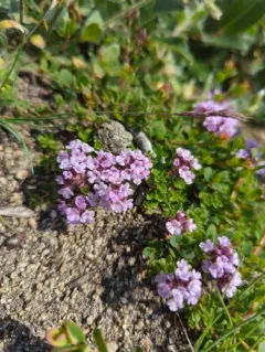 Mother of Thyme thumbnail 2