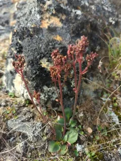 Alpine Saxifrage thumbnail 3