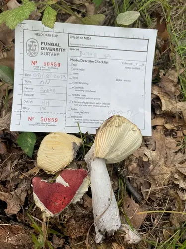 Russula rubescens