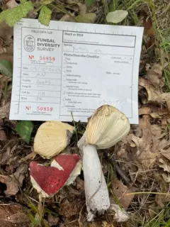 Russula rubescens thumbnail 1