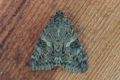 Catocala faustina thumbnail 4