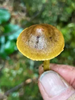 Cortinarius holoxanthus thumbnail 2